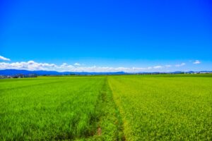 青空と田んぼ